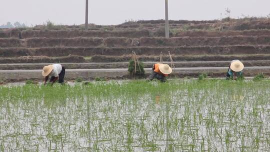 插秧的人农民农业养殖水产餐饮