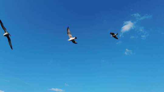 海鸥在天空中飞行视频素材模板下载