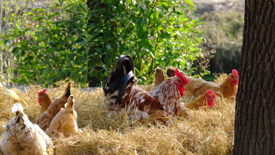 一群鸡在干草里找虫吃4K