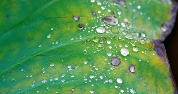 雨后荷叶上的露水珠