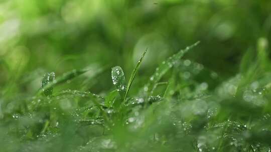 雨后小草丛绿植水珠露珠