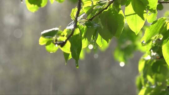 大雨中的苹果树树枝