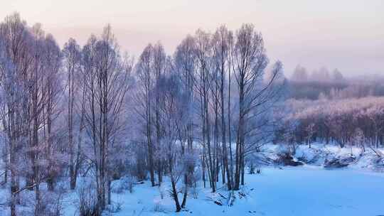 晨光雪柳雾凇近景241129-4