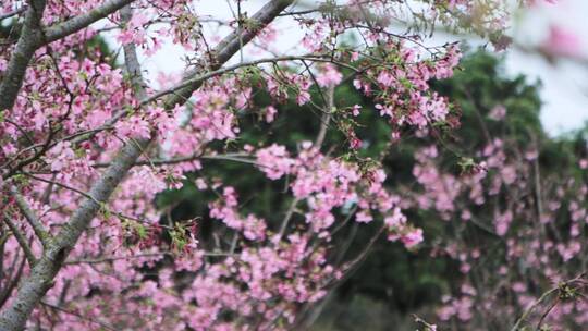 实拍樱花素材