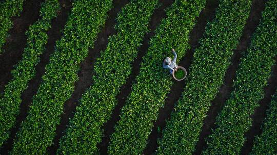 8K炸裂航拍-俯拍采茶茶农茶山茶园生态