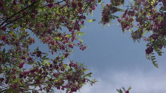 紫槐花儿
