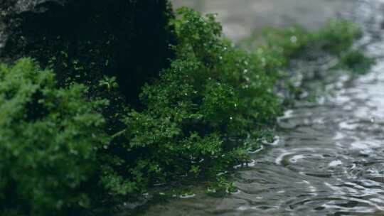 下雨天角落的绿植