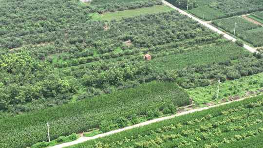 高清航拍燕郊外养生玉米地 生态植物