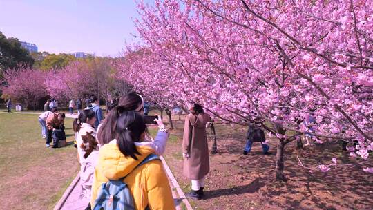 武汉大学樱花校园游客拍照