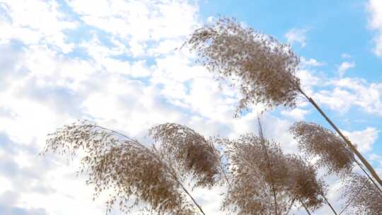 芦苇 芦苇荡 湿地芦苇 秋天的芦苇芦苇丛