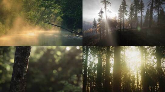唯美丁达尔 阳光穿透森林云雾逆光透光光影空镜素材 视频合集