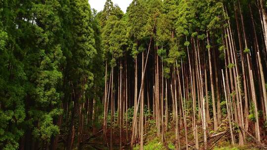 Sao Miguel，森林，岛屿，葡萄牙