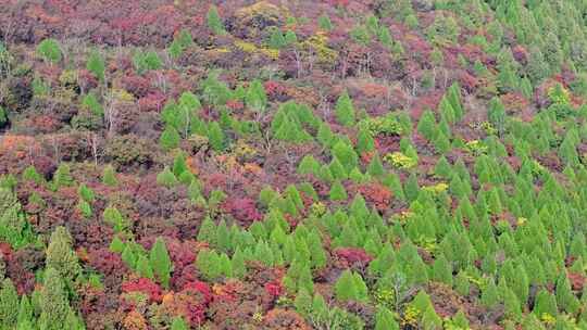 航拍枣庄凤凰绿道杨峪风景区水库红叶