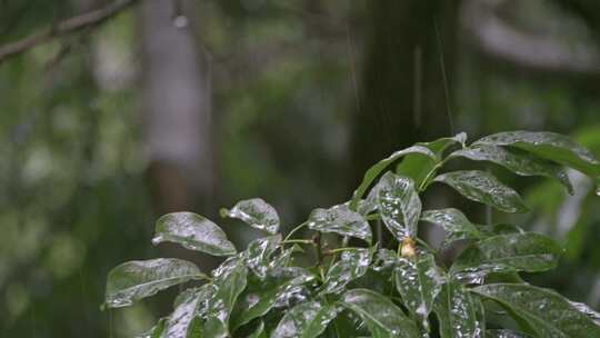 21组雨天雨景树叶4K素材视频