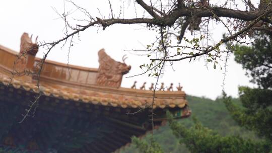 浙江普陀山法雨寺禅院建筑4K视频