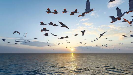 4k 夕阳下大海飞舞的海鸥