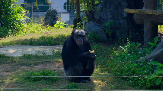 动物园里的黑猩猩丢那猩视频素材模板下载