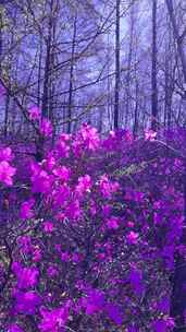 杜鹃花森林迎春花映山红