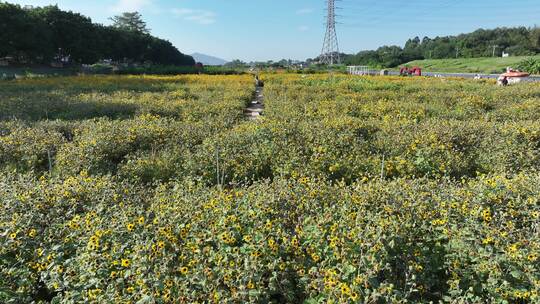 中国广东省佛山市三水区白坭镇七彩花田