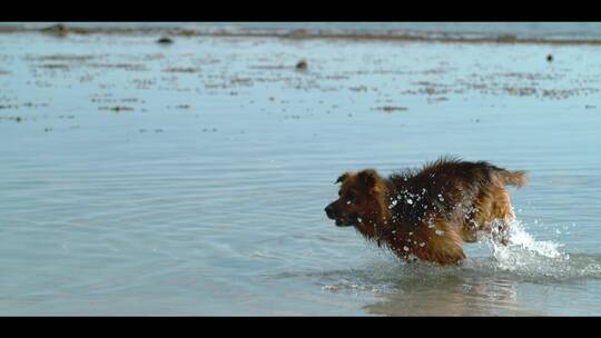升格小狗在水中跑步甩身上的水花