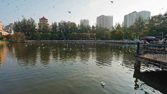 红嘴鸥海鸥候鸟昆明人与自然