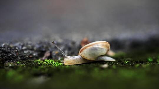 雨后蜗牛