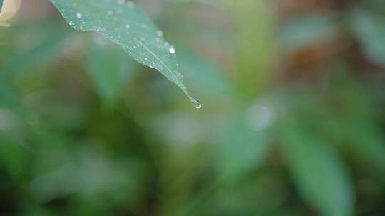 水滴 雨滴  叶子