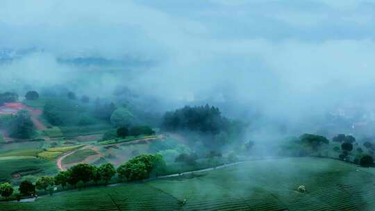 航拍茶山 茶山清晨云雾  云雾茶 茶山宣传片