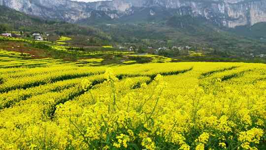 湖北恩施美丽春天农村三农油菜花花海