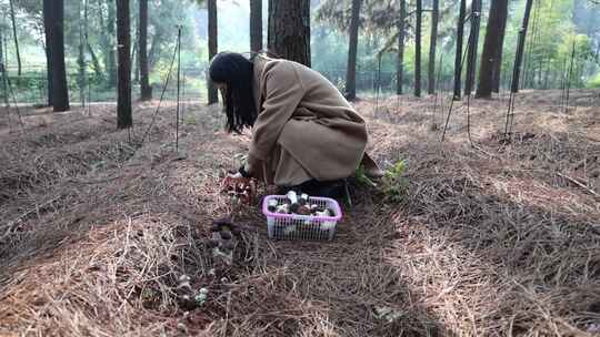 松茸种植和采摘