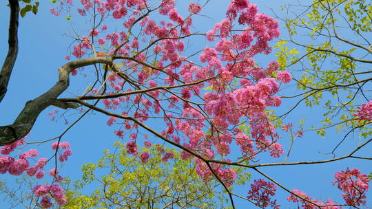 春天春暖花开仰视树林紫花风铃木满树红花