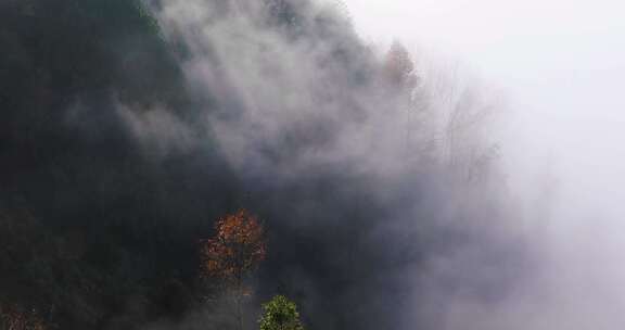 高山森林晨曦云海晨雾生态环境航拍