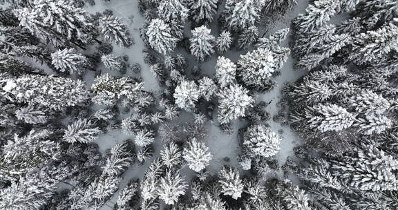 下雪的森林