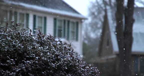 城市植被下雪雪花