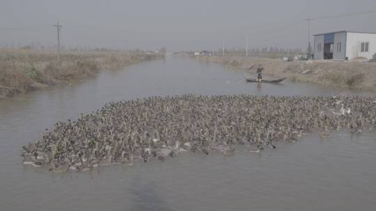 渔民养殖野鸭LOG视频素材模板下载