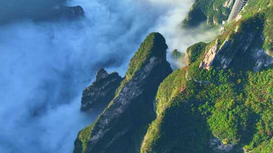 三峡红叶