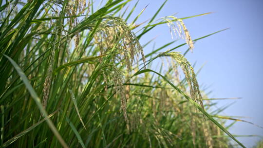 秋天的水稻丰收秋色升格空境