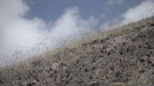 蓝天白云草原土坡石头地里生长的草