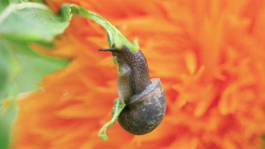 雨后蜗牛在吃菜叶觅食害虫