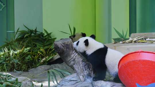 2025广州长隆大熊猫妹猪仔在木头上玩耍画面