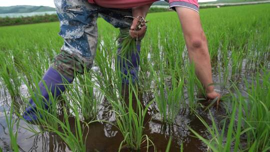 农村农民田里插秧除草视频素材4