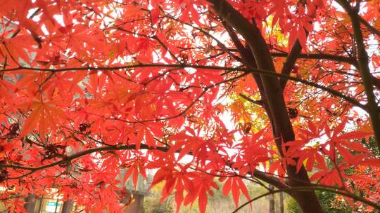 秋天红色的枫叶鸡爪槭城市公园视频素材模板下载