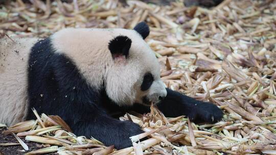 吃竹笋的大熊猫视频素材模板下载