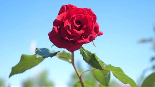 蓝色天空下的红色玫瑰