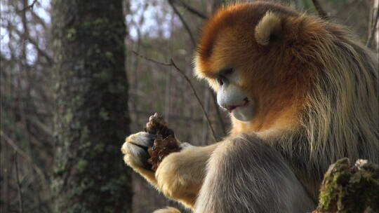 金丝猴吃东西
