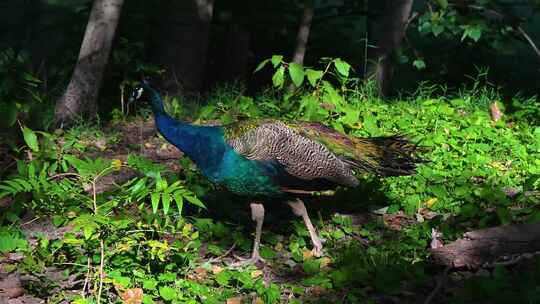 林间阳光下散步的一只雄性蓝孔雀