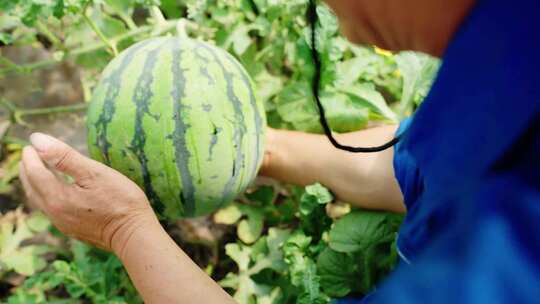 农民在温室大棚种植西瓜