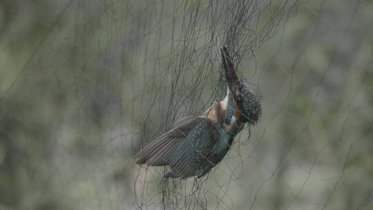 田野里的小鸟撞到鸟网被捕获慢慢挣扎