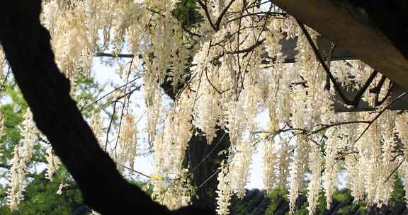 风中摇曳的白花紫藤特写东园梦幻古银藤花瀑