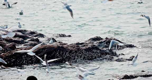 大海海面飞翔的海鸥